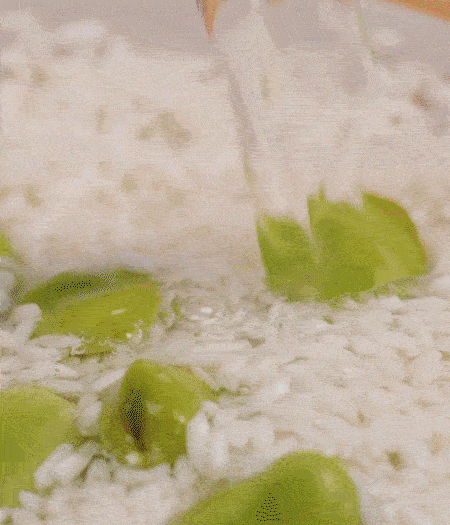 鍋底抹油，將淘洗干凈的大米，加蠶豆、清水，蓋蓋中火煮。